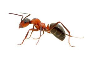desinsectación hormigas asturias